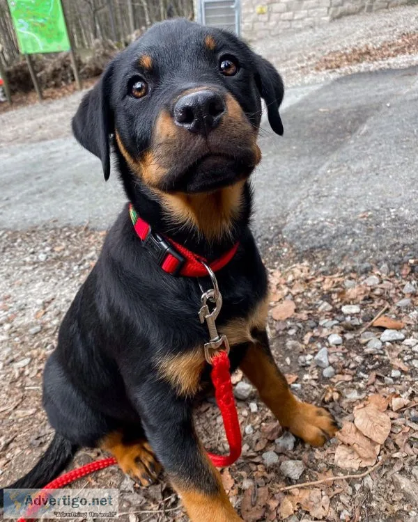 Female and male rottweiler puppies available