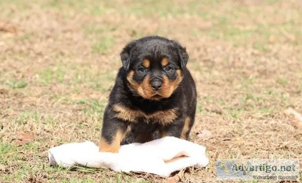 Rottweiler puppies available for new home