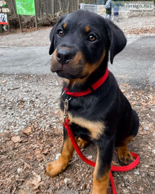 Female and male rottweiler puppies available