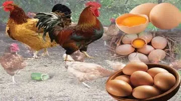 Earn upto 6 lakh/year by country chicken farming - ffreedom app