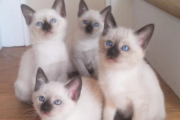 RREWAQZ KYUTKB Siamese kittens