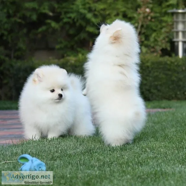 Micro Tiny Teacup Pomeranian Puppies