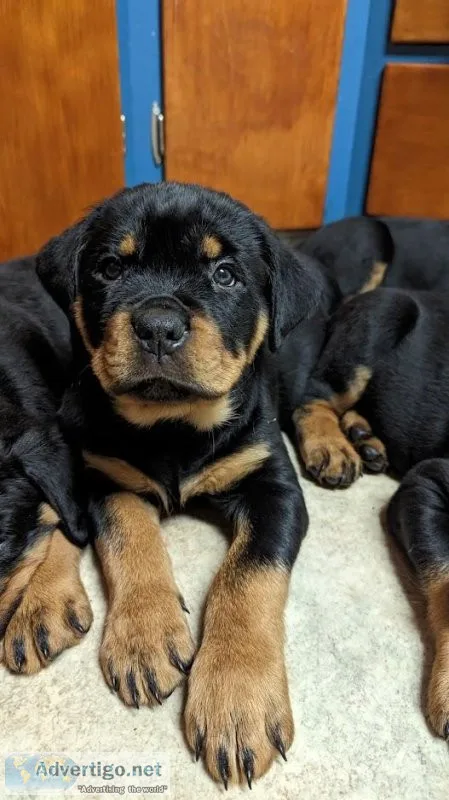 Rottweiler puppies