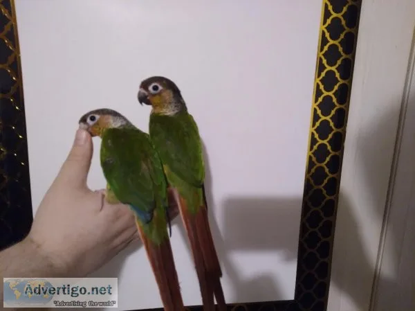 Conure Pair (Yellow Sided Green Cheek )