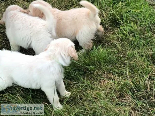 Beautiful Golden Retriever Puppies
