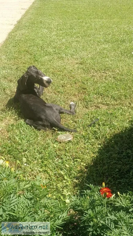 Peppy Le PEW is the GREAT DANE FOR YOU