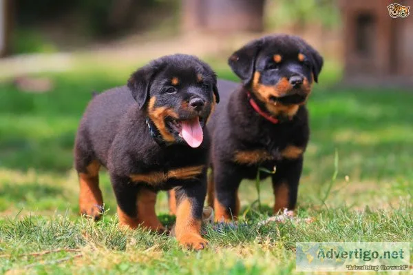 Active rottweiller puppy on sale only