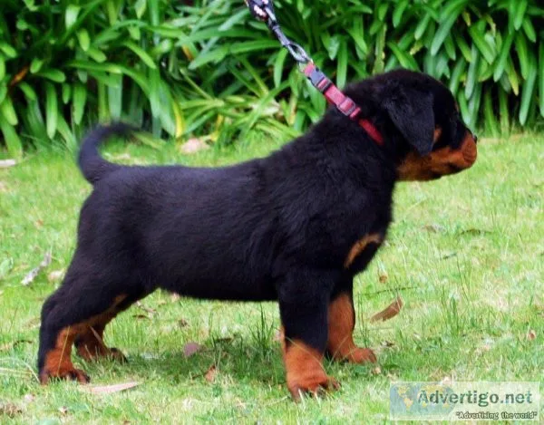 Active rottweiller puppy on sale only