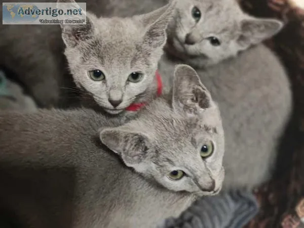 Pure breed Russian blue kittens available