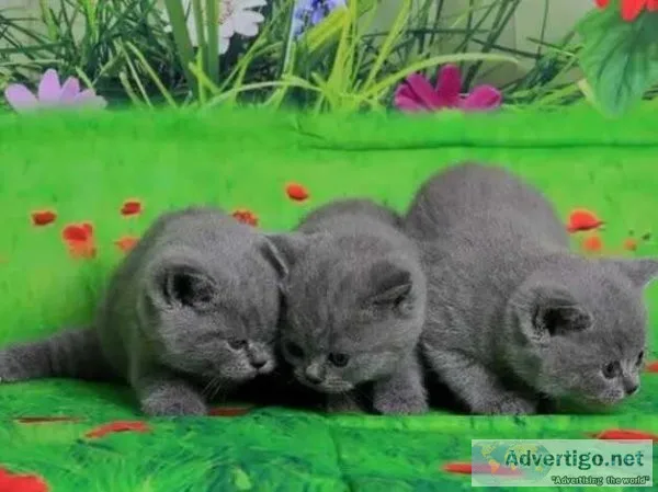 Super active little bundle of British Shorthair Kittens