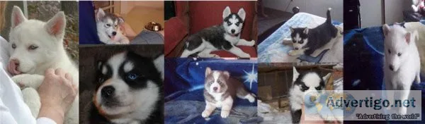 RHRTEV YYTJHT Siberian Husky puppies