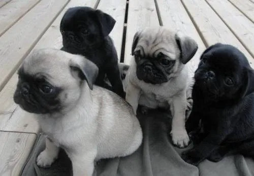 DRHREJ JHKIULY Pug puppies