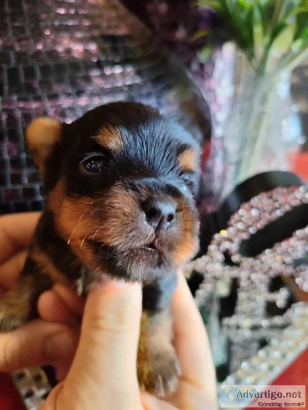 Yorkshire terrier miniature puppies for sale