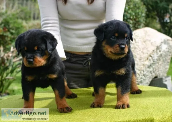 Active rottweiller puppy on sale only