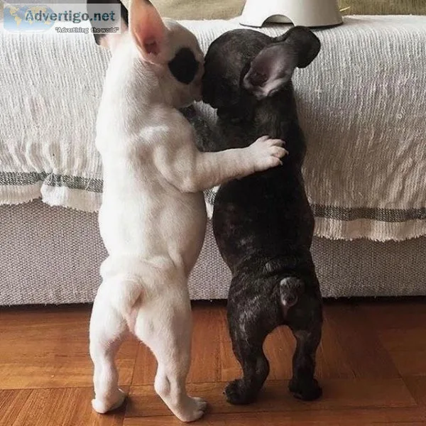 AKC Registered French Bull Dog  Puppy