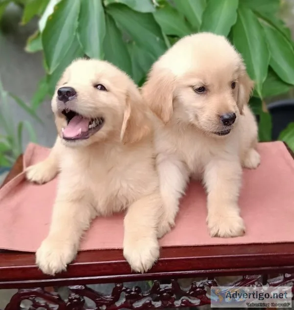 AKC Golden Retriever