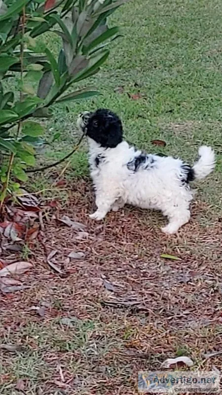Female poodle puppies
