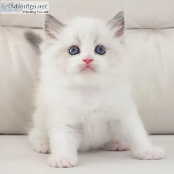 male and female purebred Ragdoll kitten
