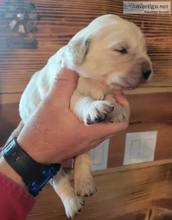 Akc English Cream Retrievers