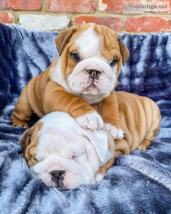 Home Raised English Bulldog Puppy