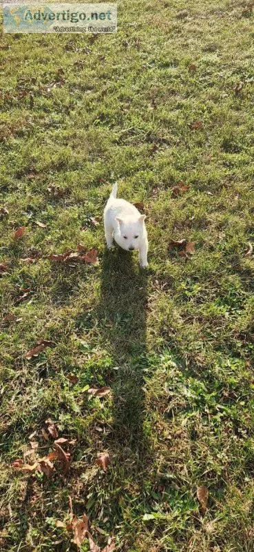 White German Shepherd