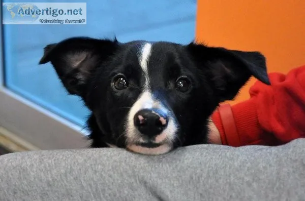 Veterinary Clinic Ellicott City MD