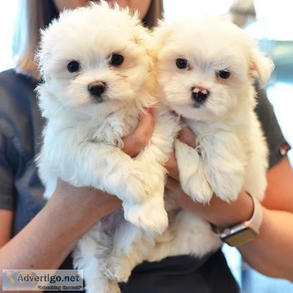 Malteses Tiny Puppy&rsquoS