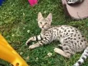 Buy British Shorthair Kittens