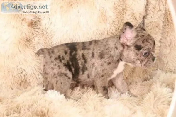 All of French Bulldogs puppies