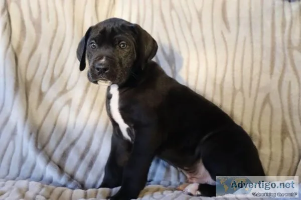 Sparky AKC male Great Dane