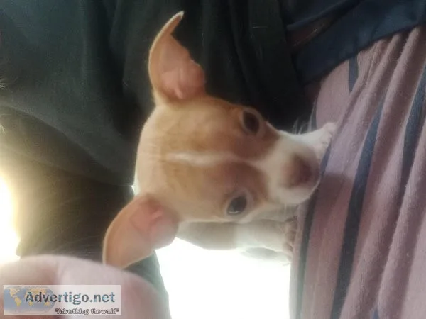 male Chihuahua puppy