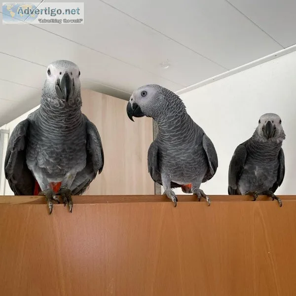 Hand raised african grey parrots for rehoming