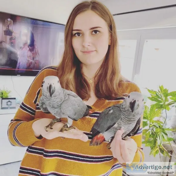 Best african grey parrot breeders in montreal