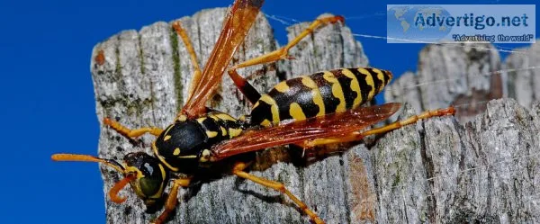 Pest control service