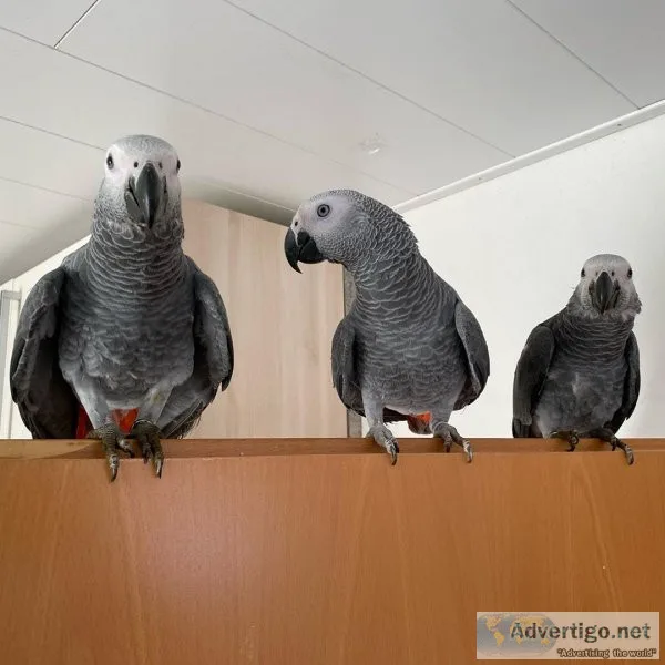 Well tamed african grey parrots for adoption