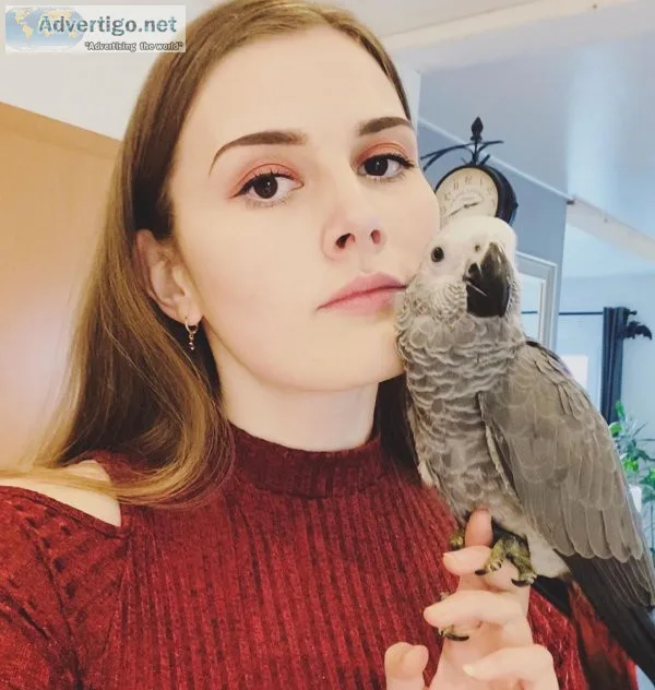 Best african grey parrot breeders in montreal