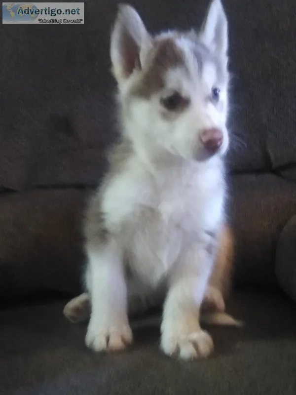 Siberian husky puppies