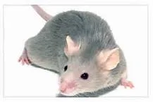 Pest control service