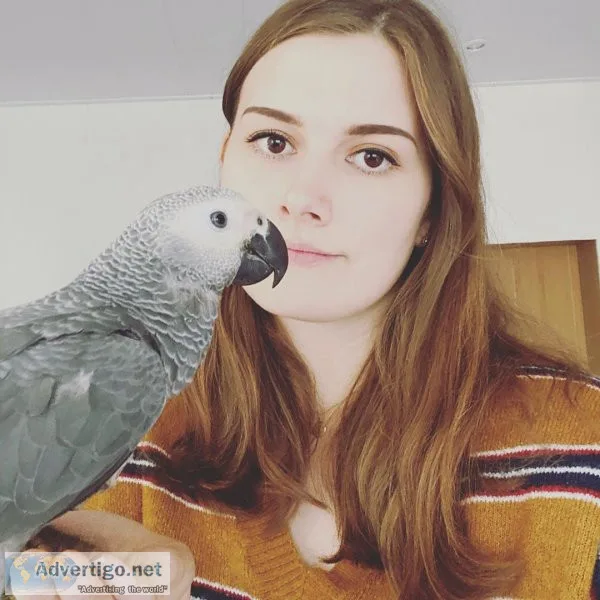 Well tamed african grey parrots for adoption
