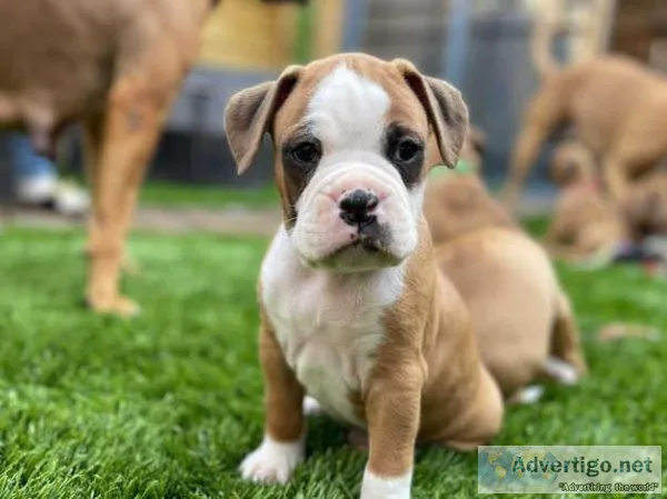 3 Beautiful Boxer Puppies seeking loving families