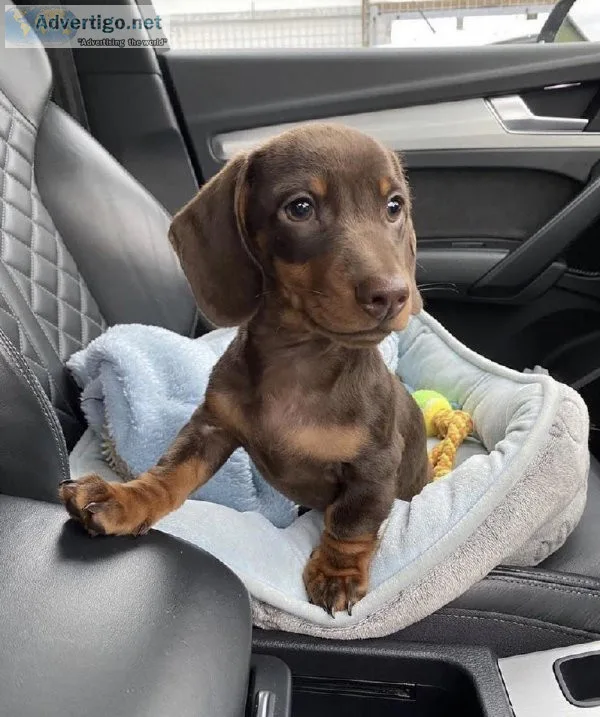 Miniature dachshund pups looking for forever loving homes