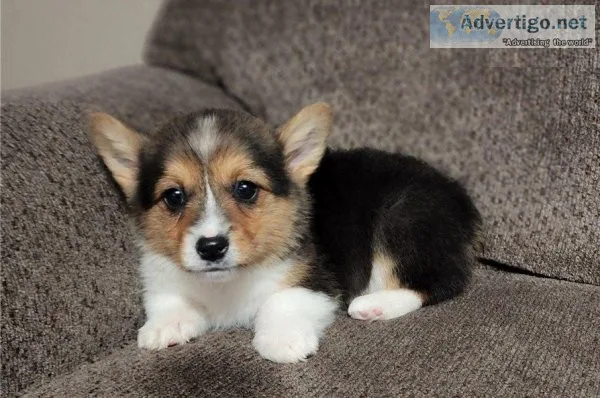  Pembroke welsh corgi ___ ready now