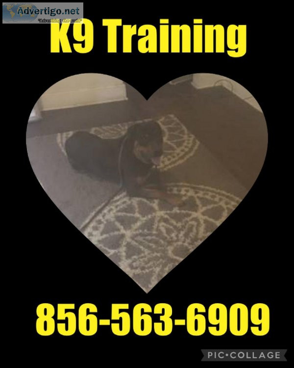 Dog Training All