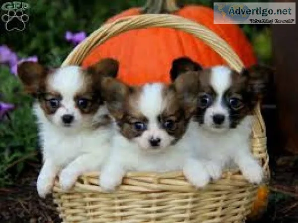 text (717) x742-x5463 Awesome Papillon Puppies Available for sal