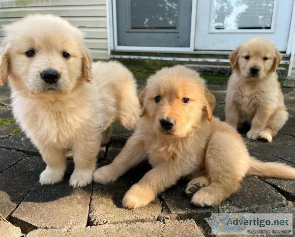 Happy Girl - Golden Retriever Puppies