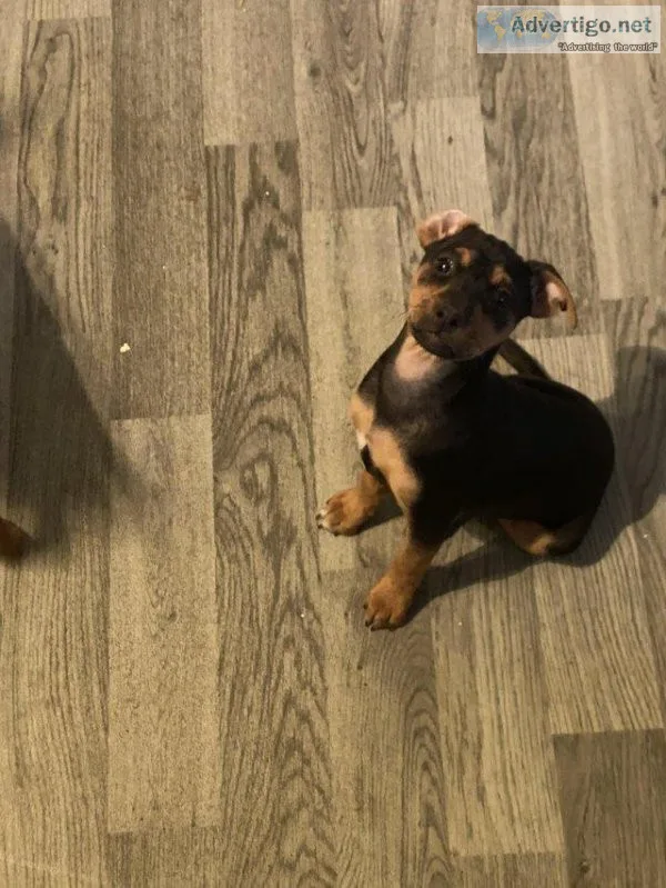 11week old patterdale x American rat terrier