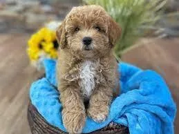 TOY BICHONPOO&hellip&he llip.BICHON X TOY POODLE