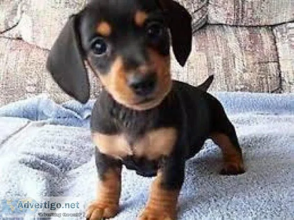 Sweetest Dachshund Puppies Available for sale txt (717) x742x-54