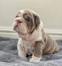 Beautiful English Bulldog puppies txt (717) x742-x5463