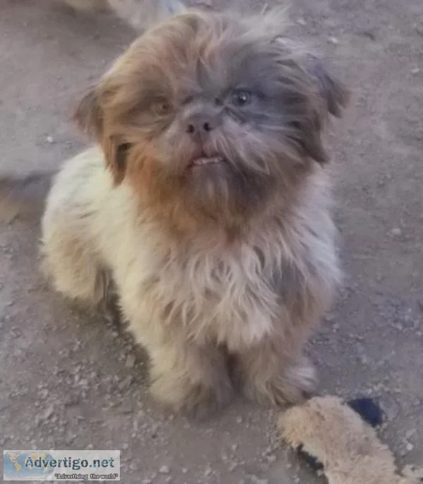 AKC Full Breeding Rights Chocolate  Shihtzu Male